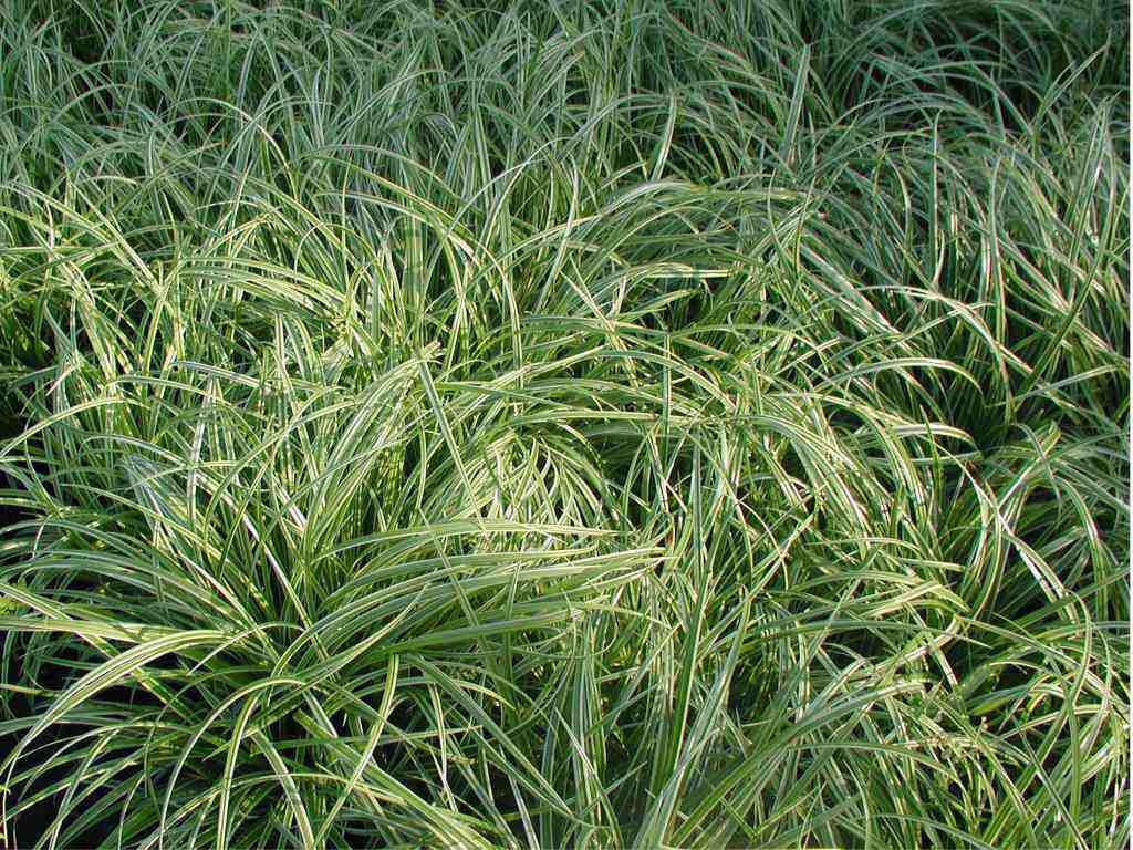 Carex morrowii 'Fishers Form'